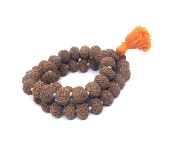 8 Mukhi Mala / Kantha Beads Nepali Lab Certified - Image 4